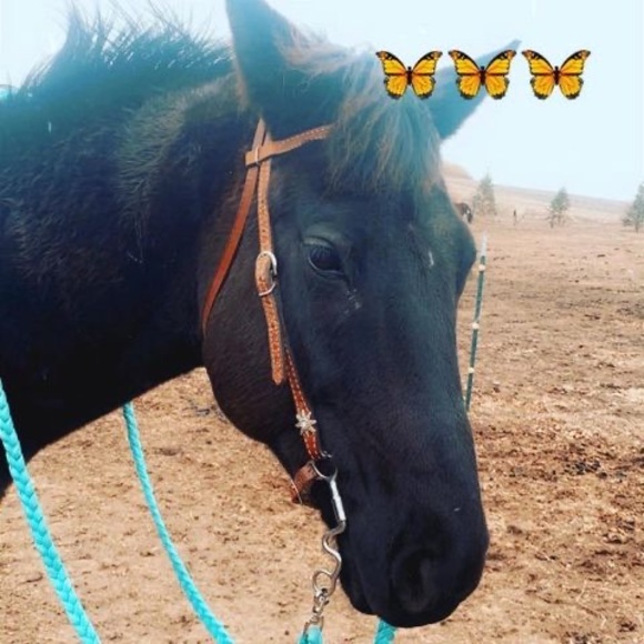 Meet your Posher, Morgan - Picture 1 of 16